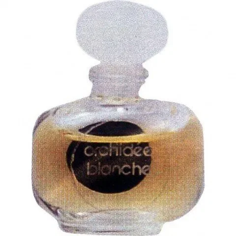 Orchidée Blanche