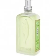 Verveine Menthe Mint Verbena